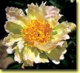 Green Lotus Peony 3-5 eye